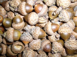 noix,glands chne ellipsoidal (quercus velutina )